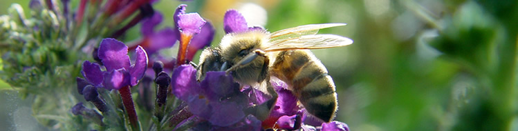 Bienen, Imkervereine, Honig Landesverband Bayerischer Imker e.V.