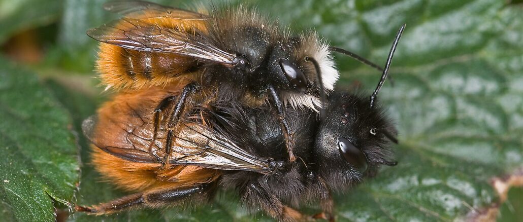 Gehörnte Mauerbiene (Osmia cornuta)